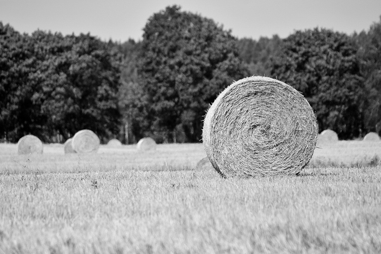 تصویر خبر: و شرعیات و تاریخ، جغرافی و کاردستی و این.