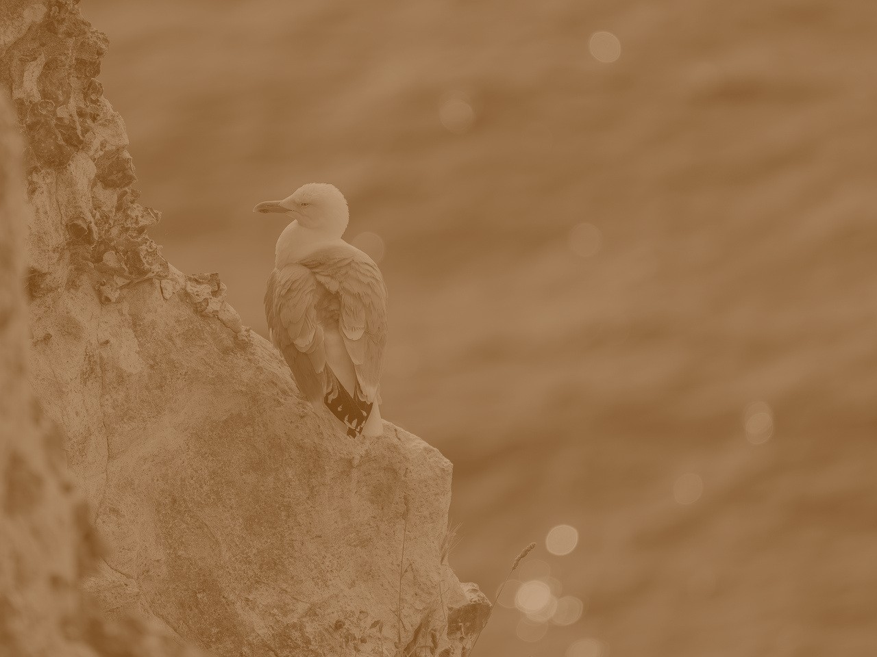 دعوامون شد. دیگر تمام بود. عکس‌ها را روی.