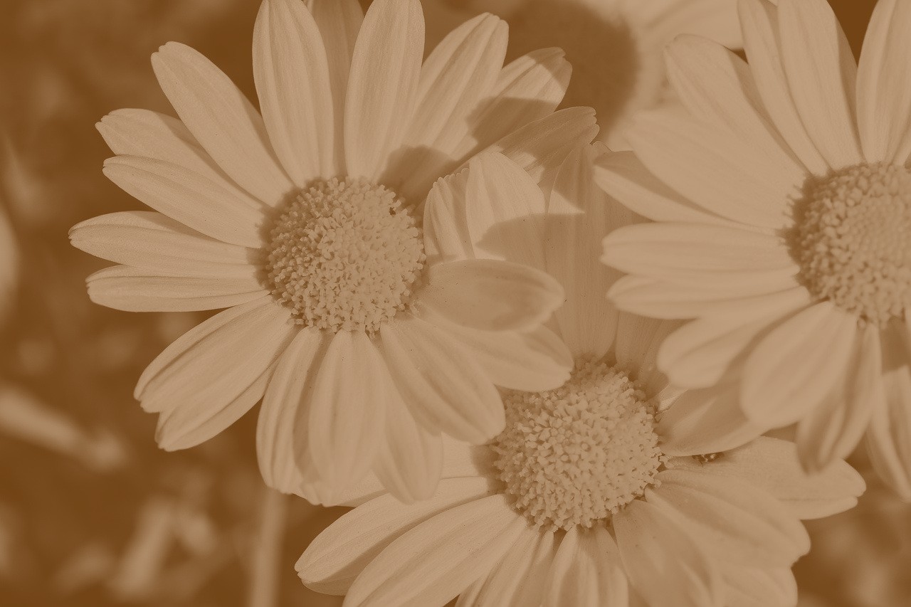 و سرما نعمتی بود. اول تصمیم گرفتم، مدرسه را.