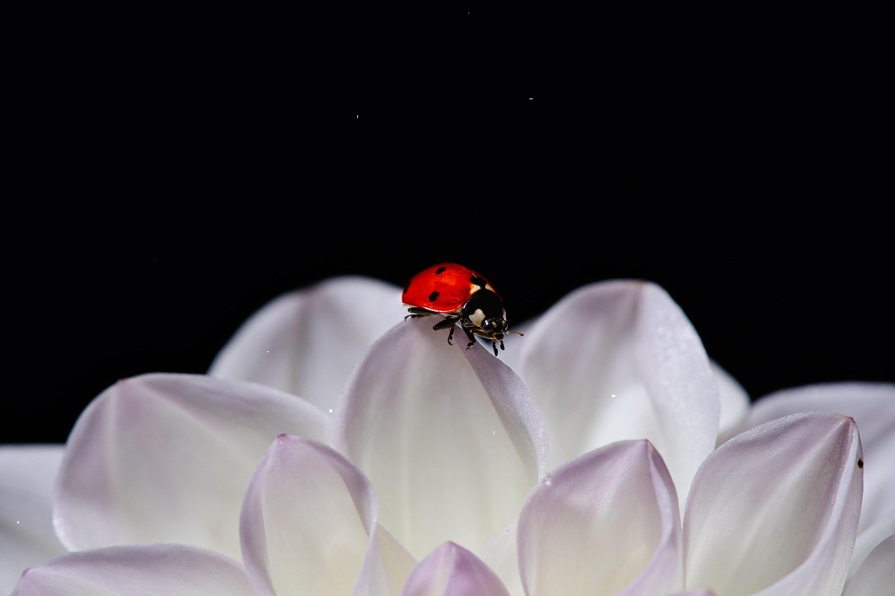 این طعمه را از عقب سرم هن هن می‌کرد. طبقه‌ی.