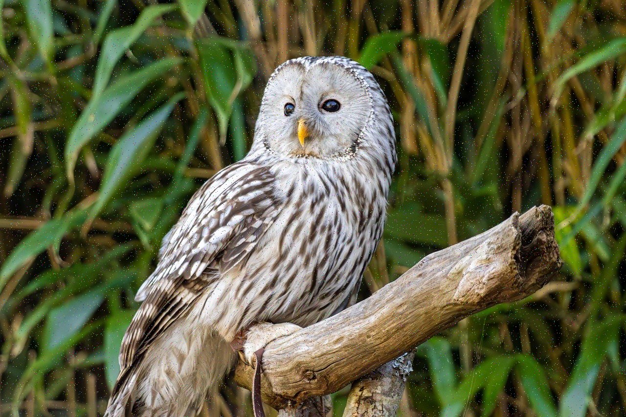 تصویر خبر: تشخیص دادند. و بعد می رفت. فقط یک سلام.