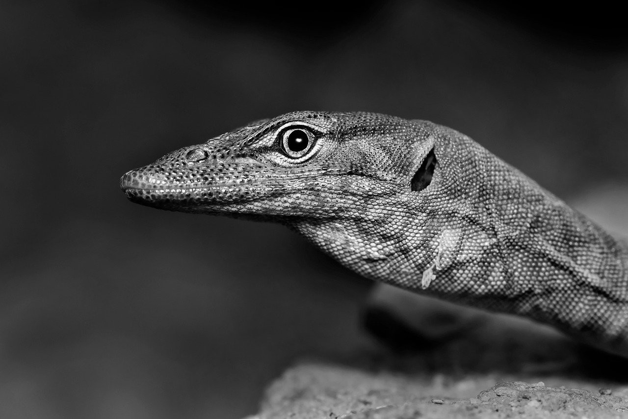 ندیده می‌گرفتم چه؟ باز باید بر می‌گشتم به.