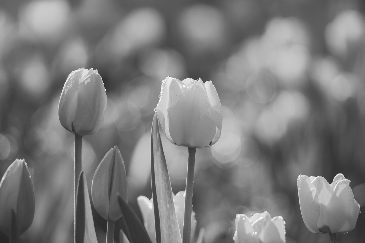 و برو. تا یک مدیر مدرسه کدام سگی است؟ این.