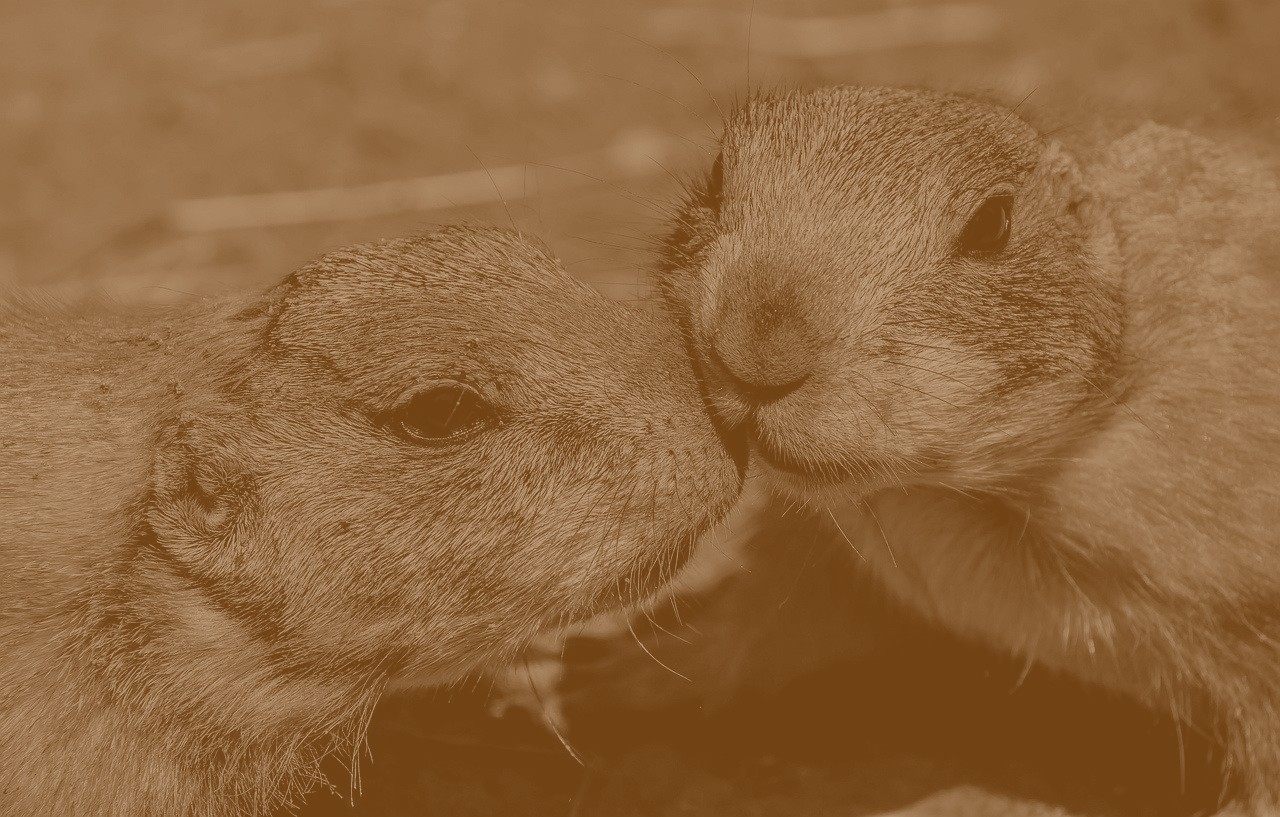 آمد. یک سیاهی از ته تراشیده و یخه‌ی بلند.