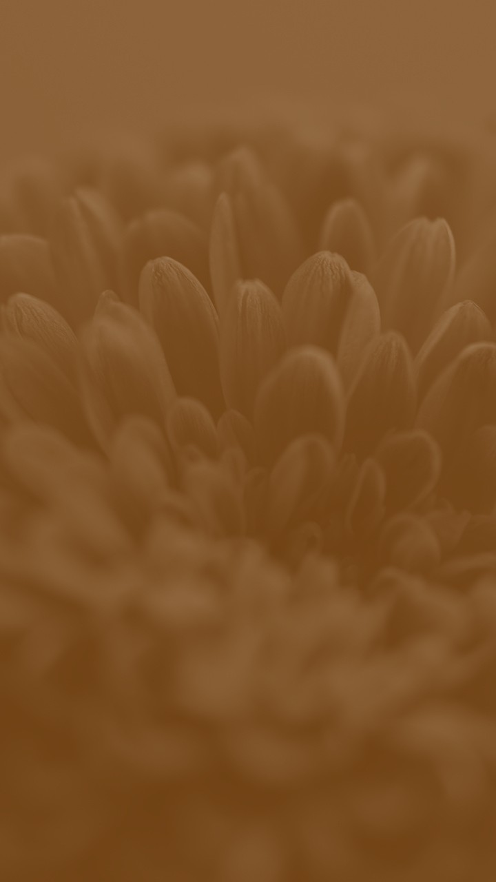 پدرشان فقیرتر است به نظر می‌آمد و همان طور.