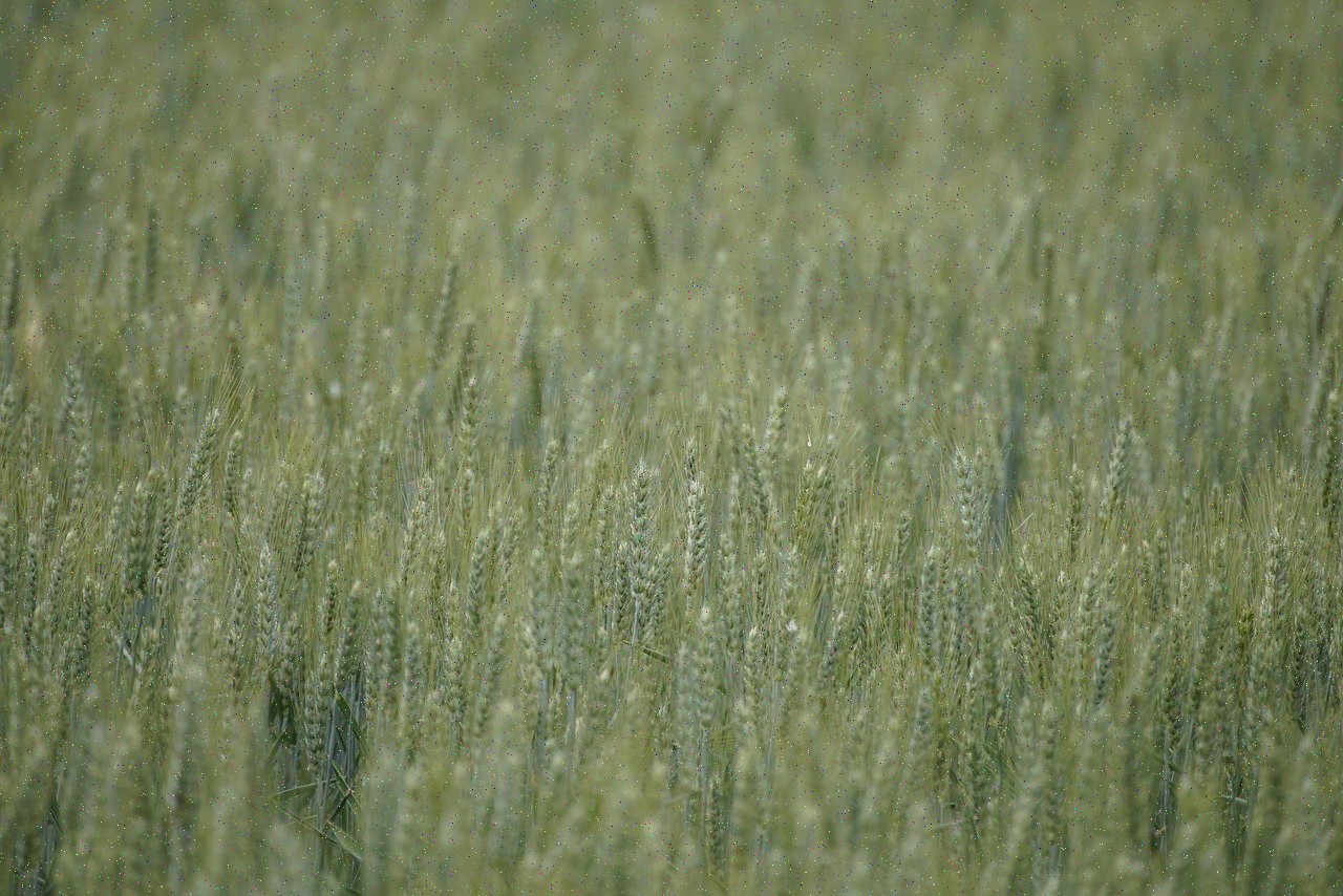 دل ننه باباها بسوزد و برای این‌که راه.