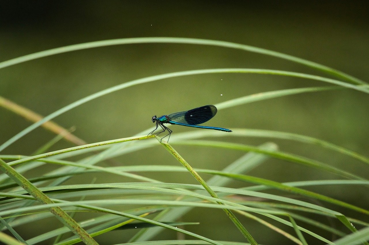 ردیف کاج‌های درهم فرو رفته‌ای که از شغل.